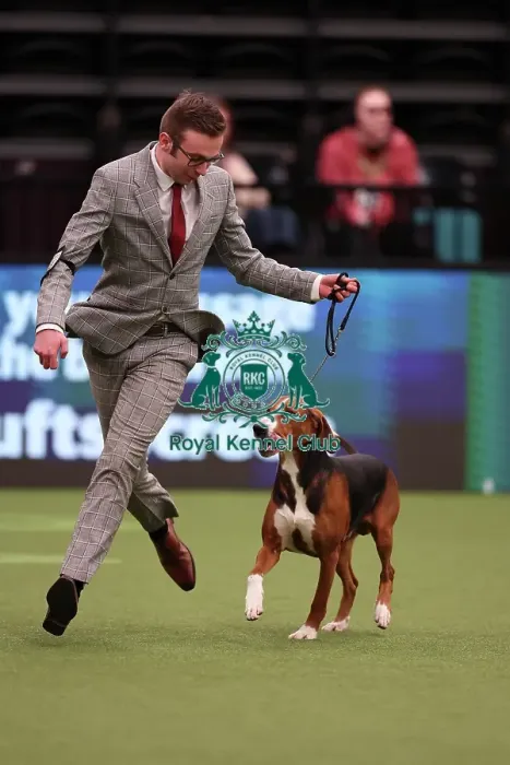Framed Print : Reagan Graham from Cumbria with Larsson, a Hamiltonstovare, which was the Best of Breed winner today (Saturday 11. 03. 23), the third day of Crufts 2023, at the NEC Birmingham. Reagan Graham from Cumbria with Larsson, a Hamiltonstovare Framed Print : Reagan Graham from Cumbria with Larsson, a Hamiltonstovare, which was the Best of Breed winner today (Saturday 11. 03. 23), the third day of Crufts 2023, at the NEC Birmingham. Reagan Graham from Cumbria with Larsson, a Hamiltonstovare