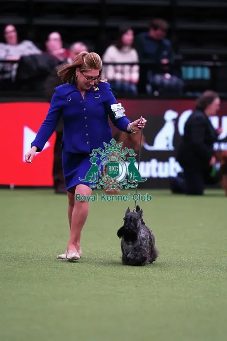 Framed Print : Rebecca Cross from Pennsylvania, USA, with Jasper, a Scottish Terrier, which was the Best of Breed winner today (Saturday 11. 03. 23), the third day of Crufts 2023, at the NEC Birmingham. Rebecca Cross from Pennsylvania, USA, with Jasper Framed Print : Rebecca Cross from Pennsylvania, USA, with Jasper, a Scottish Terrier, which was the Best of Breed winner today (Saturday 11. 03. 23), the third day of Crufts 2023, at the NEC Birmingham. Rebecca Cross from Pennsylvania, USA, with Jasper