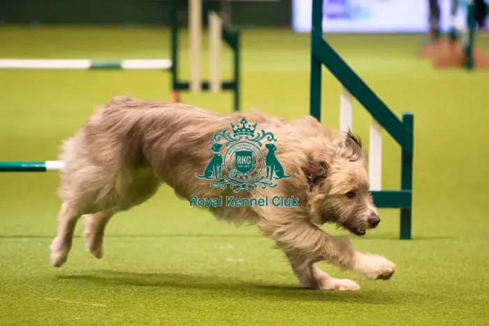 Framed Print : Rescue Dog Agility 2020 Framed Print : Rescue Dog Agility 2020