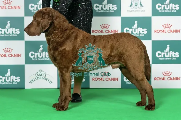 Framed Print : Retriever (Chesapeake Bay) Best of Breed Crufts 2026