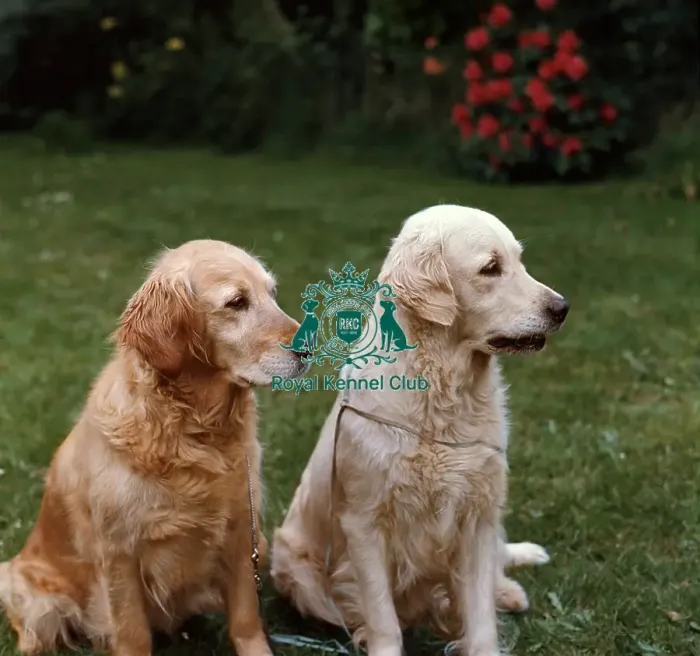 Framed Print : Retriever (Golden) Framed Print : Retriever (Golden)