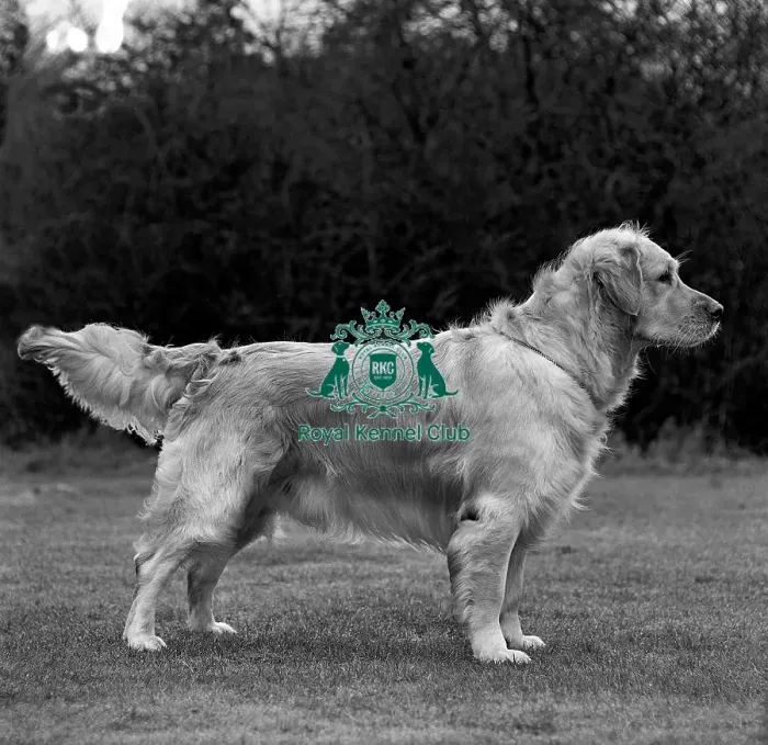 Framed Print : Retriever- Golden Framed Print : Retriever- Golden