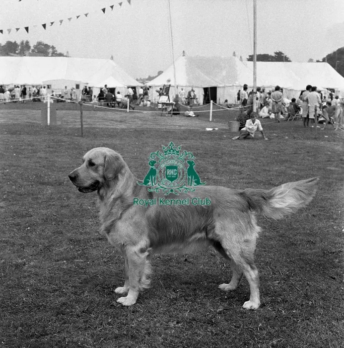 Framed Print : Retriever- Golden Framed Print : Retriever- Golden