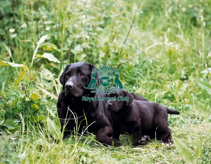 Framed Print : Retriever- Labrador