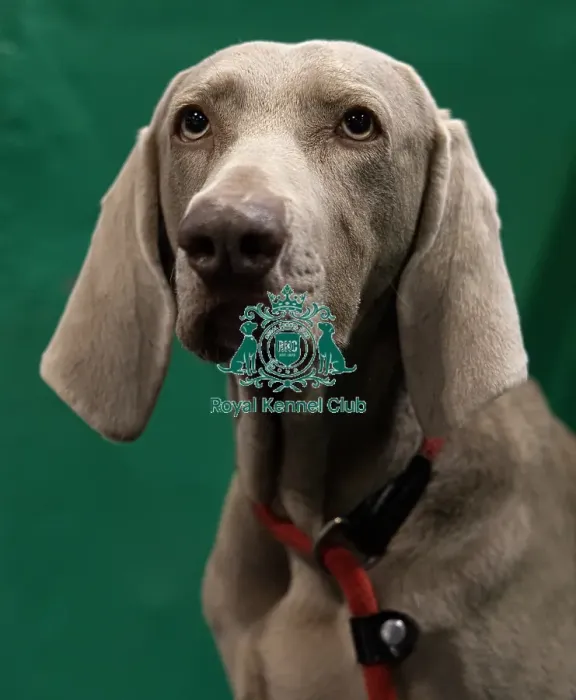 Framed Print : Rita, a Weimaraner who was competing today (Saturday 08 / 03 / 25) Framed Print : Rita, a Weimaraner who was competing today (Saturday 08 / 03 / 25)
