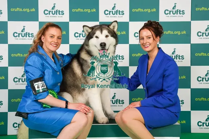 Framed Print : Rochelle and Jessica Smith from Taunton with Zane, an Alaskan Malamute, which was the Best of Breed winner today (Friday 10. 03. 23), the second day of Crufts 2023, at the NEC Birmingham Framed Print : Rochelle and Jessica Smith from Taunton with Zane, an Alaskan Malamute, which was the Best of Breed winner today (Friday 10. 03. 23), the second day of Crufts 2023, at the NEC Birmingham