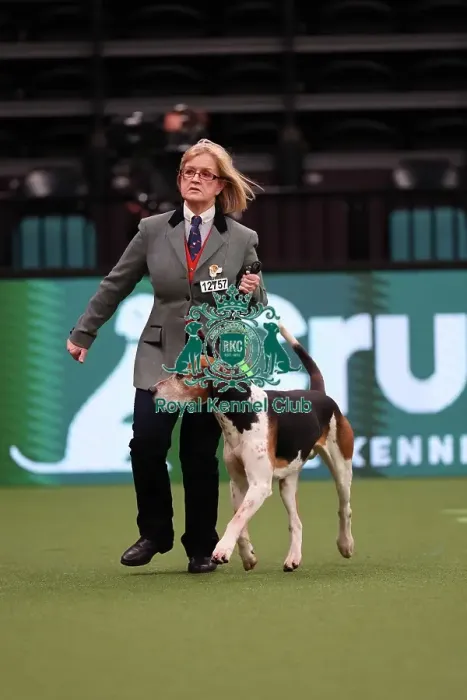 Framed Print : Rosemary Griffiths from Cheshire with Corister, a Foxhound, which was the Best in Group winner today (Saturday 11. 03. 23), the third day of Crufts 2023, at the NEC Birmingham Framed Print : Rosemary Griffiths from Cheshire with Corister, a Foxhound, which was the Best in Group winner today (Saturday 11. 03. 23), the third day of Crufts 2023, at the NEC Birmingham