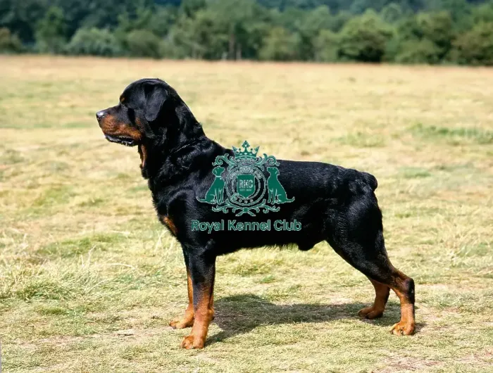 Framed Print : rottweiler Framed Print : rottweiler