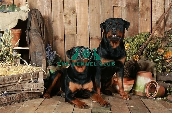 Rottweilers. A portrait of two Rottweilers inside