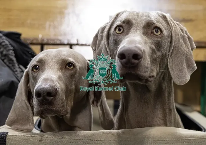 Framed Print : Rudi (L) & Hate (R) Weimaraner's Framed Print : Rudi (L) & Hate (R) Weimaraner's