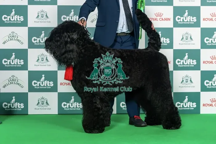 Framed Print : Russian Black Terrier Best of Breed Crufts 2026 Framed Print : Russian Black Terrier Best of Breed Crufts 2026