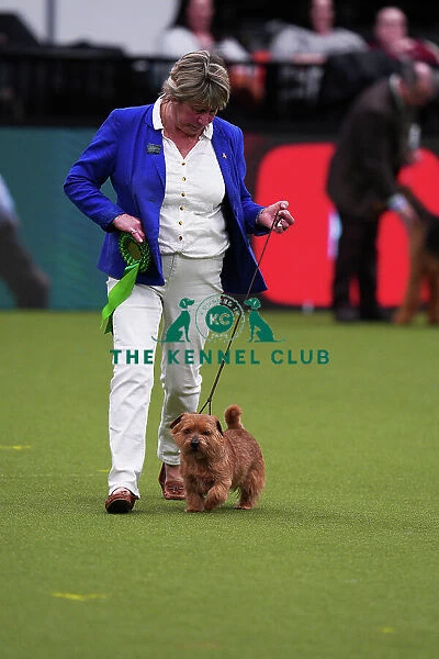 Ruth Gee from Worksop with Boozy, a Norfolk Terrier, which was the Best of Breed winner today (Saturday 11. 03. 23), the third day of Crufts 2023, at the NEC Birmingham
