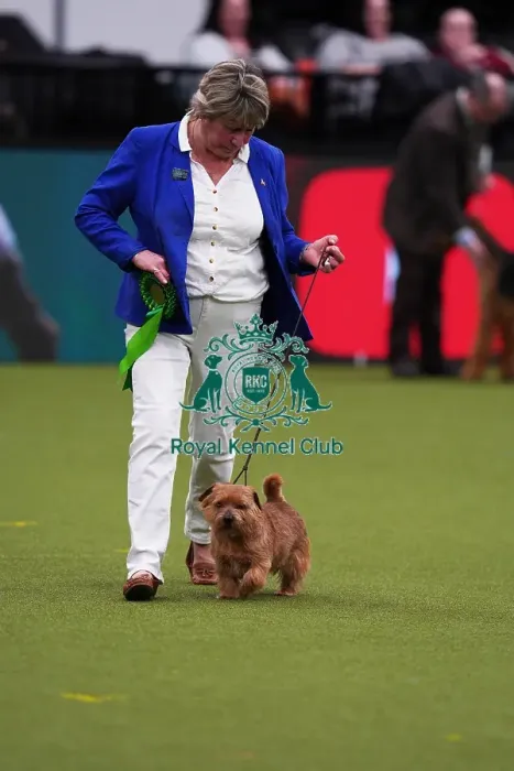 Framed Print : Ruth Gee from Worksop with Boozy, a Norfolk Terrier, which was the Best of Breed winner today (Saturday 11. 03. 23), the third day of Crufts 2023, at the NEC Birmingham Framed Print : Ruth Gee from Worksop with Boozy, a Norfolk Terrier, which was the Best of Breed winner today (Saturday 11. 03. 23), the third day of Crufts 2023, at the NEC Birmingham