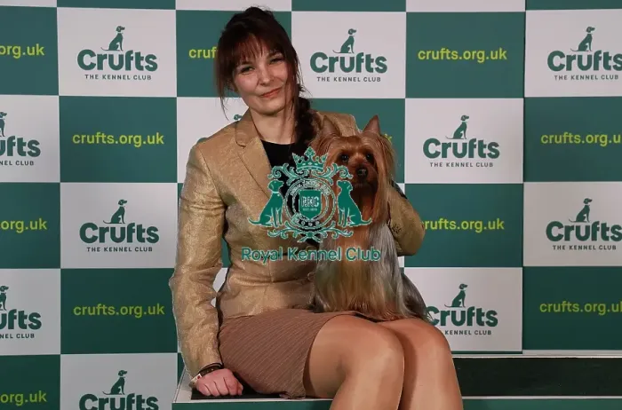Framed Print : Saana Telkkala from Finland with Keksi, an Australian Silky Terrier, which was the Best of Breed winner today (Sunday 12. 03. 23), the last day of Crufts 2023, at the NEC Birmingham Framed Print : Saana Telkkala from Finland with Keksi, an Australian Silky Terrier, which was the Best of Breed winner today (Sunday 12. 03. 23), the last day of Crufts 2023, at the NEC Birmingham