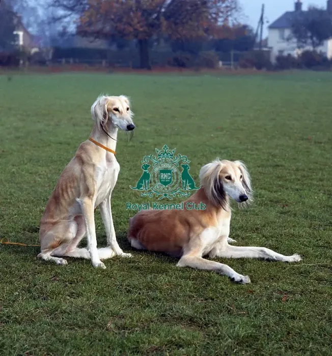 Framed Print : saluki Framed Print : saluki