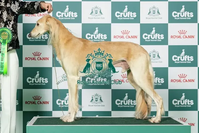Framed Print : Saluki Best of Breed Crufts 2026 Framed Print : Saluki Best of Breed Crufts 2026