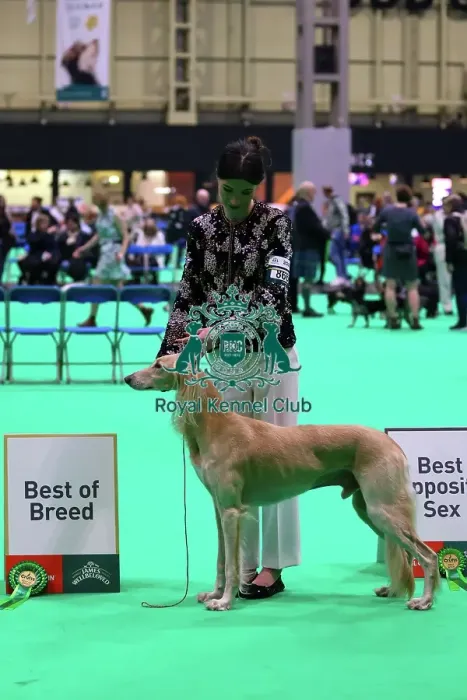Framed Print : Saluki, Best of Breed - Crufts 2026 Framed Print : Saluki, Best of Breed - Crufts 2026