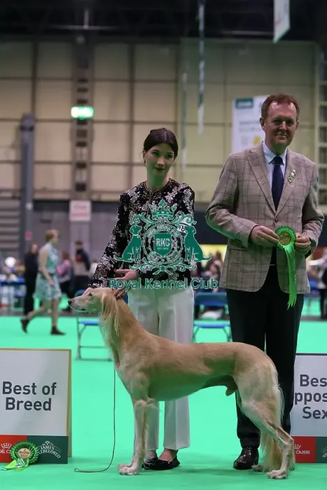Framed Print : Saluki, Best of Breed - Crufts 2026 Framed Print : Saluki, Best of Breed - Crufts 2026