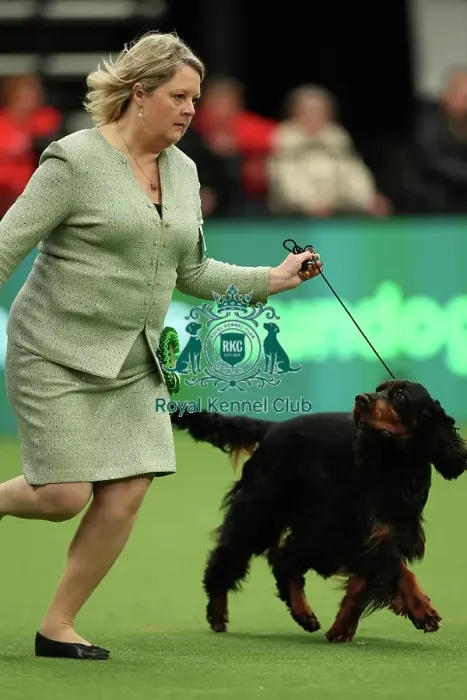 Framed Print : Sarah Loakes from Edmondbyers with Vegas a Gordon Setter which was the Best of Breed winner today (Thursday 09. 03. 23), the first day of Crufts 2023, at the NEC Birmingham Framed Print : Sarah Loakes from Edmondbyers with Vegas a Gordon Setter which was the Best of Breed winner today (Thursday 09. 03. 23), the first day of Crufts 2023, at the NEC Birmingham
