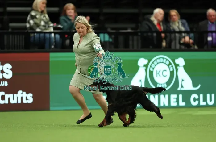 Framed Print : Sarah Loakes and Jean Collins-Pitman from Edmondbyers with Vegas a Gordon Setter which was the Best of Breed winner today (Thursday 09. 03. 23), the first day of Crufts 2023, at the NEC Birmingham Framed Print : Sarah Loakes and Jean Collins-Pitman from Edmondbyers with Vegas a Gordon Setter which was the Best of Breed winner today (Thursday 09. 03. 23), the first day of Crufts 2023, at the NEC Birmingham