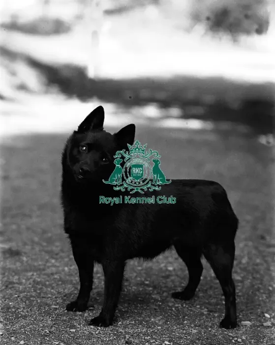 Framed Print : Schipperke