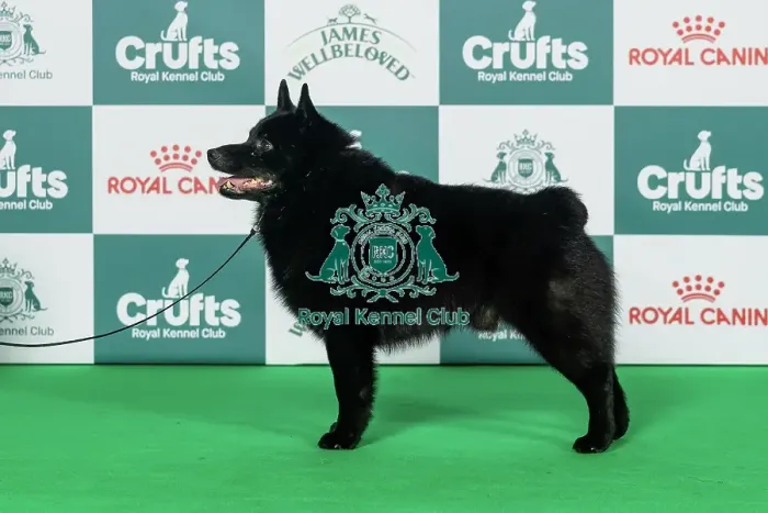 Framed Print : Schipperke Best of Breed Crufts 2026 Framed Print : Schipperke Best of Breed Crufts 2026