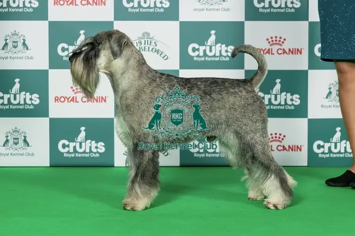 Framed Print : Schnauzer Best of Breed Crufts 2026