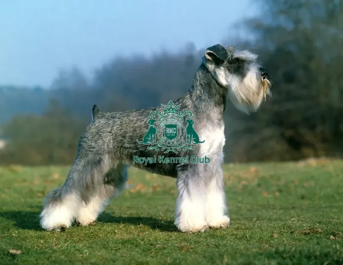 Framed Print : Schnauzer-Mini Framed Print : Schnauzer-Mini
