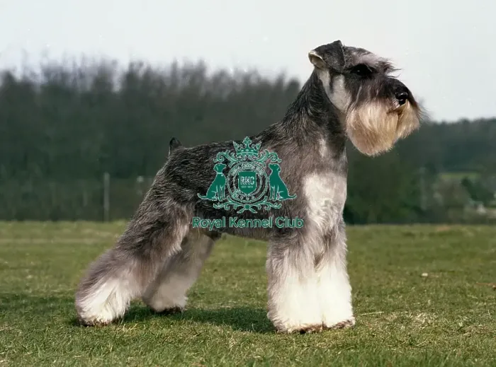 Framed Print : Schnauzer (Mini) Framed Print : Schnauzer (Mini)