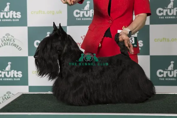 Scottish Terrier Art Prints, Posters Puzzles from The Royal