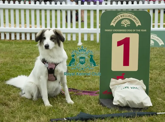 Framed Print : Scruffts 2023 regional round DogFest Tatton Park, Manchester Framed Print : Scruffts 2023 regional round DogFest Tatton Park, Manchester