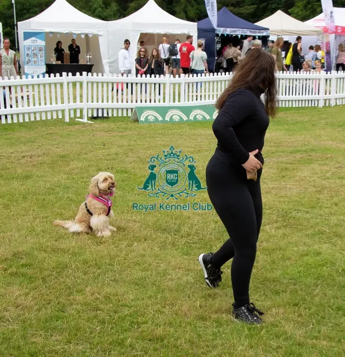 Framed Print : Scruffts 2023 regional round DogFest Tatton Park, Manchester Framed Print : Scruffts 2023 regional round DogFest Tatton Park, Manchester