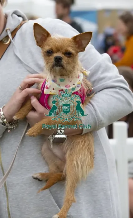 Framed Print : Scruffts 2023 regional round DogFest Tatton Park, Manchester