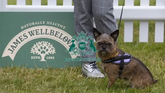 Framed Print : Scruffts 2023 regional round DogFest Tatton Park, Manchester Framed Print : Scruffts 2023 regional round DogFest Tatton Park, Manchester