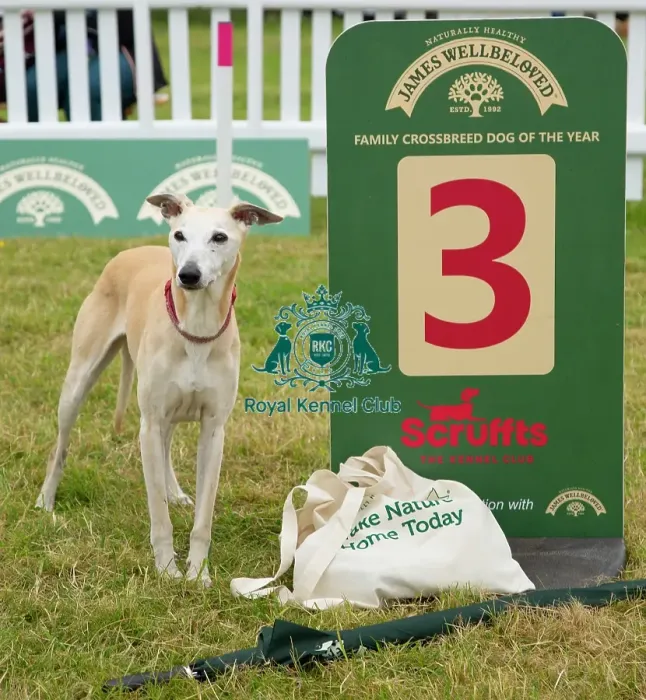 Framed Print : Scruffts 2023 regional round DogFest Tatton Park, Manchester Framed Print : Scruffts 2023 regional round DogFest Tatton Park, Manchester