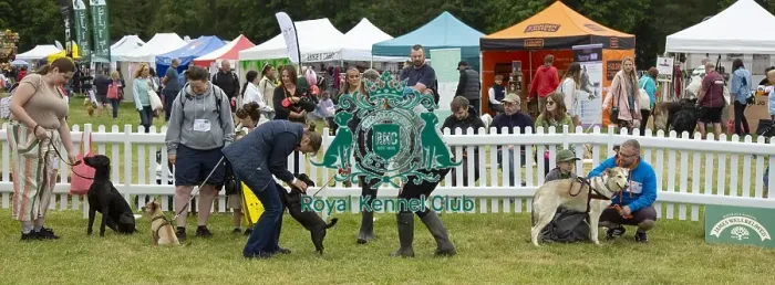 Framed Print : Scruffts 2023 regional round DogFest Tatton Park, Manchester Framed Print : Scruffts 2023 regional round DogFest Tatton Park, Manchester