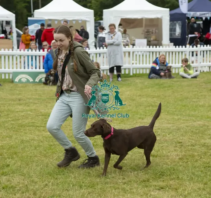 Framed Print : Scruffts 2023 regional round DogFest Tatton Park, Manchester Framed Print : Scruffts 2023 regional round DogFest Tatton Park, Manchester