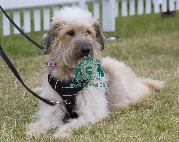 Framed Print : Scruffts 2023 regional round DogFest Tatton Park, Manchester Framed Print : Scruffts 2023 regional round DogFest Tatton Park, Manchester