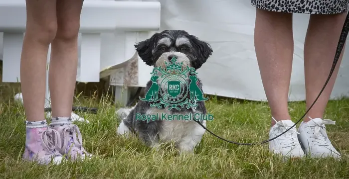 Framed Print : Scruffts 2023 regional round DogFest Tatton Park, Manchester Framed Print : Scruffts 2023 regional round DogFest Tatton Park, Manchester