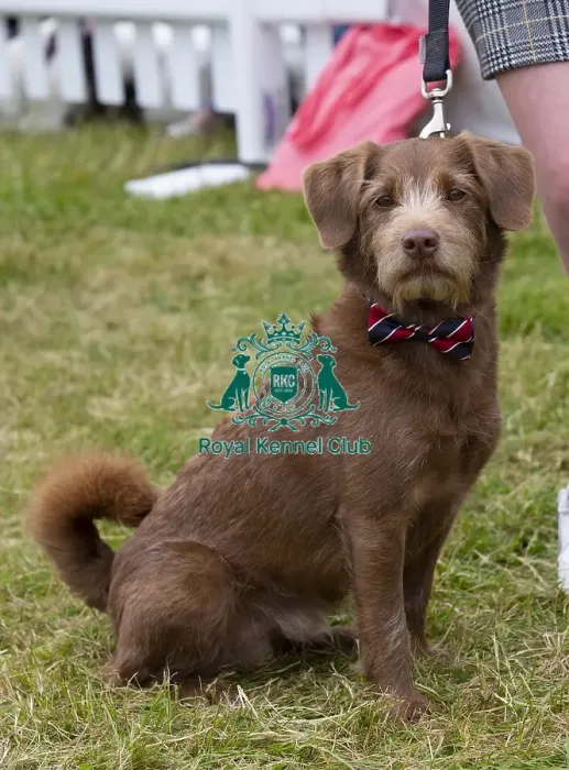 Framed Print : Scruffts 2023 regional round DogFest Tatton Park, Manchester Framed Print : Scruffts 2023 regional round DogFest Tatton Park, Manchester