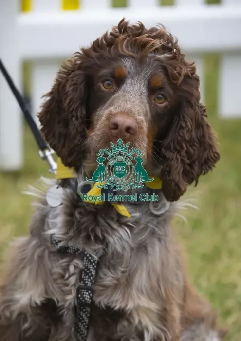 Framed Print : Scruffts 2023 regional round DogFest Tatton Park, Manchester Framed Print : Scruffts 2023 regional round DogFest Tatton Park, Manchester