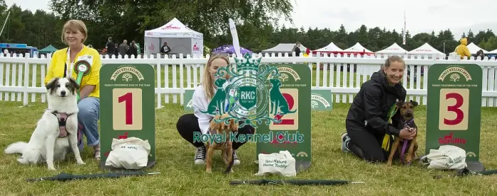 Framed Print : Scruffts 2023 regional round DogFest Tatton Park, Manchester Framed Print : Scruffts 2023 regional round DogFest Tatton Park, Manchester