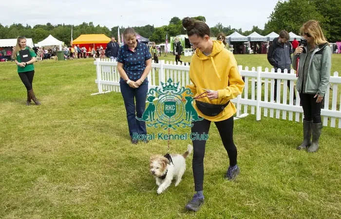Framed Print : Scruffts 2023 regional round DogFest Tatton Park, Manchester Framed Print : Scruffts 2023 regional round DogFest Tatton Park, Manchester