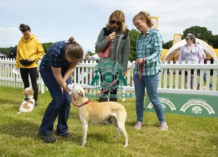Framed Print : Scruffts 2023 regional round DogFest Tatton Park, Manchester Framed Print : Scruffts 2023 regional round DogFest Tatton Park, Manchester