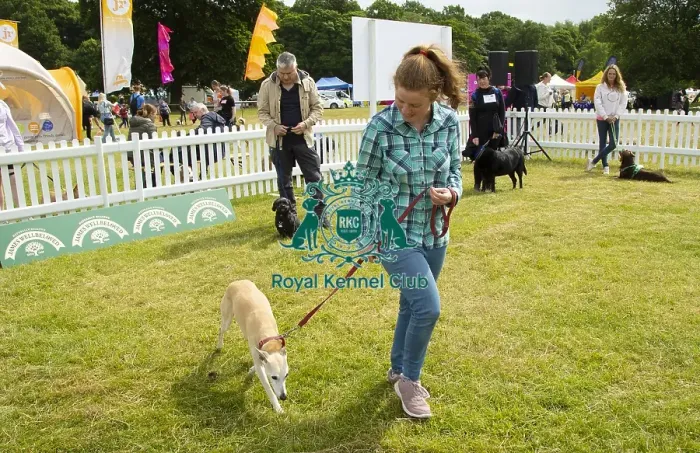 Framed Print : Scruffts 2023 regional round DogFest Tatton Park, Manchester Framed Print : Scruffts 2023 regional round DogFest Tatton Park, Manchester