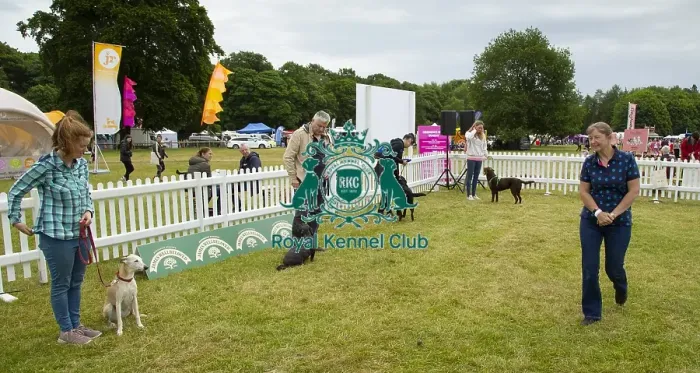 Framed Print : Scruffts 2023 regional round DogFest Tatton Park, Manchester Framed Print : Scruffts 2023 regional round DogFest Tatton Park, Manchester