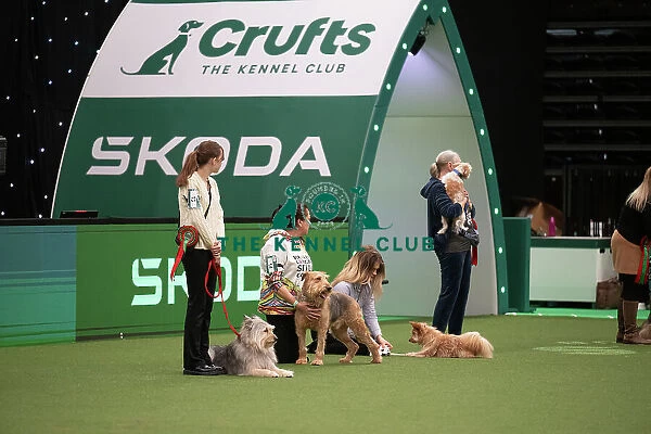 Scruffts competition including winner Diesel, a 13-year-old Airedale Terrier / Labrador cross owned by Claire Whitehead