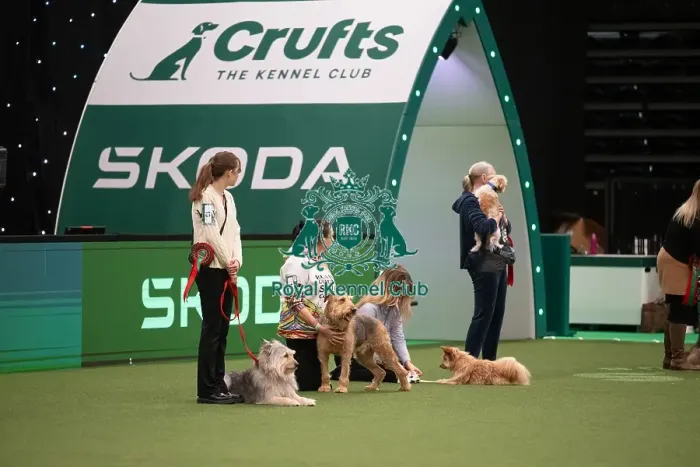 Framed Print : Scruffts competition including winner Diesel, a 13-year-old Airedale Terrier / Labrador cross owned by Claire Whitehead Framed Print : Scruffts competition including winner Diesel, a 13-year-old Airedale Terrier / Labrador cross owned by Claire Whitehead