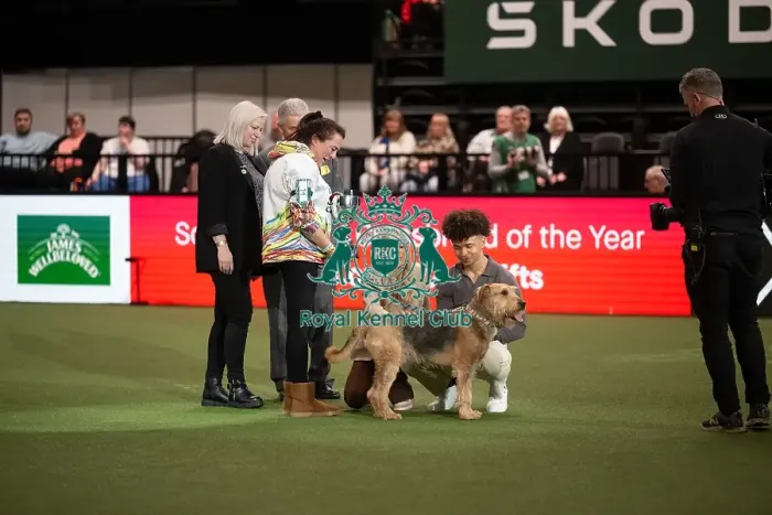 Framed Print : Scruffts competition winner Diesel, a 13-year-old Airedale Terrier / Labrador cross owned by Claire Whitehead Framed Print : Scruffts competition winner Diesel, a 13-year-old Airedale Terrier / Labrador cross owned by Claire Whitehead