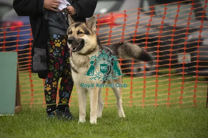 Framed Print : Scruffts Family Crossbreed of the Year competition All About Dogs Cornwall 22 / 09 / 24